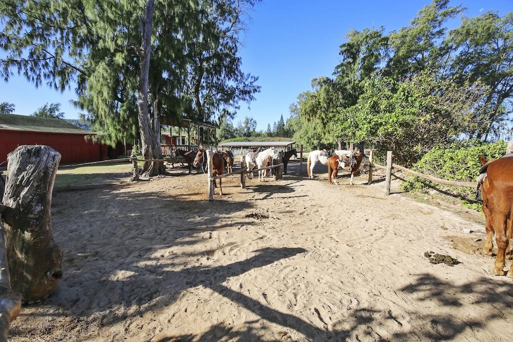 تيرتل باي نورث شور هايفين***تي إيه 074664550401 - وان بيد روم كوندو باي ريدونينج المنطقة المحيطة بالمنشأة