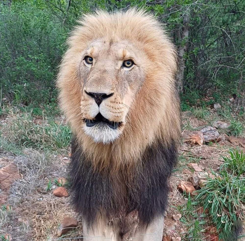 فاكيلا برايفت لودج