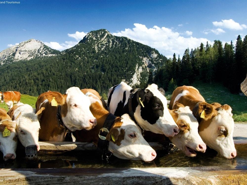 بيسفول شاليه إن تالجاو ويذ ماونتن فيو المنطقة الخارجية