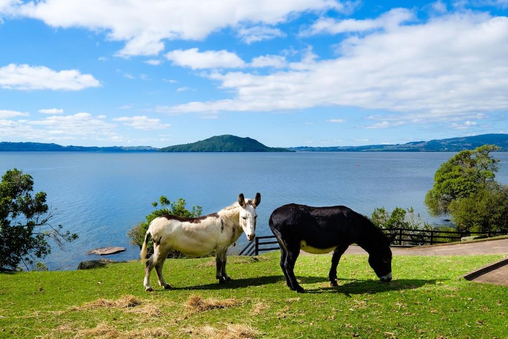 On The Point - Lake Rotorua Property Grounds